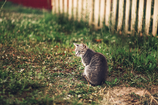 Kucing Berjalan Foto Stok - Unduh Gambar Sekarang - Abu-abu, Alam, Anak