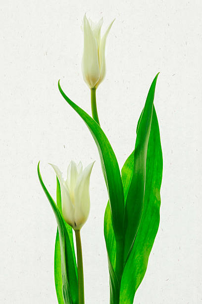 deux tulipes blanches tournées sur table légère contre du papier fait à la main. - handmade paper flower single flower rose photos et images de collection