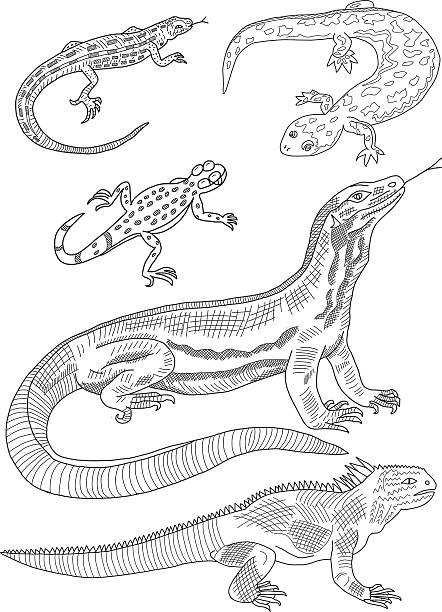 Lizard Hand Drawing Stock Illustration - Download Image Now - Lizard,  Monitor Lizard, Drawing - Activity - iStock