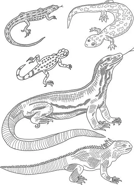 Vector illustration of Lizard Hand Drawing