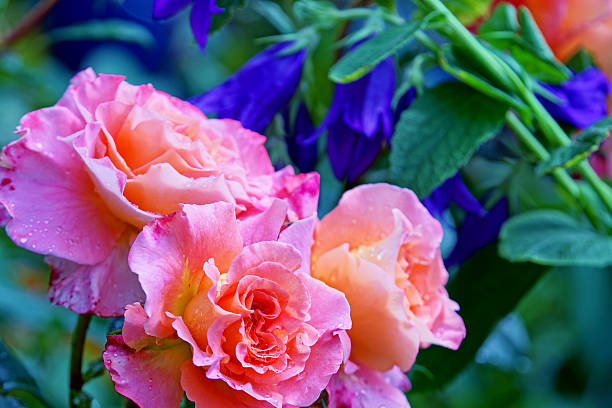 istock Bellflowers and rose ‚Augusta Luise‘ 544597408