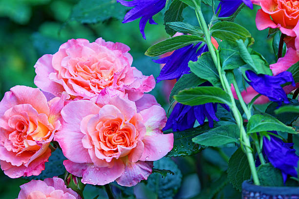istock Bellflowers and rose ‚Augusta Luise‘ 544597568