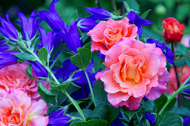 istock Bellflowers and rose ‚Augusta Luise‘ 544597760