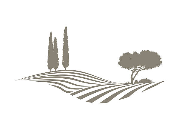 mediterranean vector landscape rural mediterranean vector landscape with plowed fields, cypresses and pine tree farm silhouettes stock illustrations