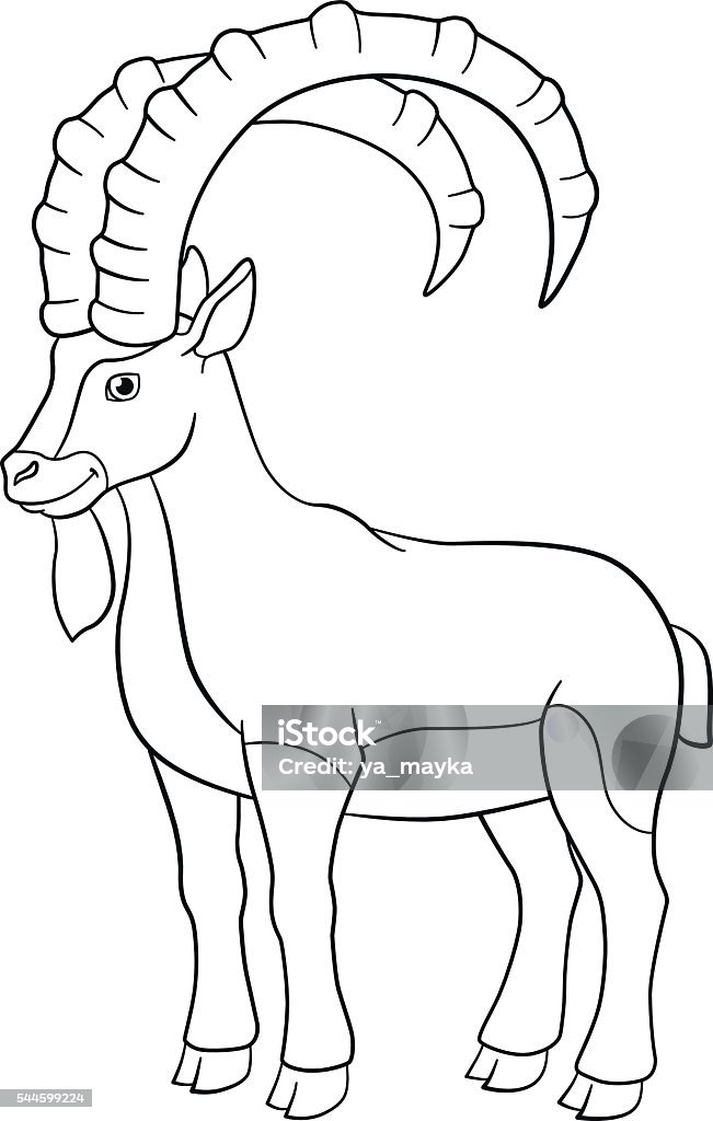 Coloring pages. Cute ibex with great horns. Coloring pages. Cute ibex with great horns stands and smiles. Horned stock vector