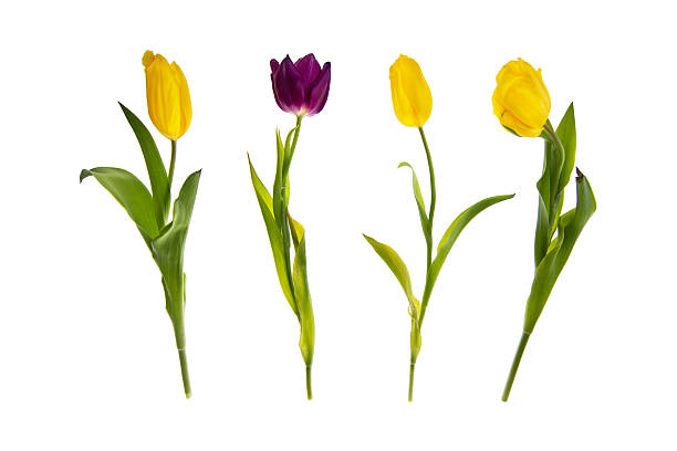 istock Yellow and purple  tulips in a row, isolated on white 544600174