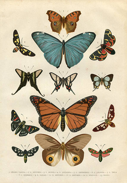 Butterfly Hesperia illustration 1881 Steel engraving different butterfly printmaking technique illustrations stock illustrations