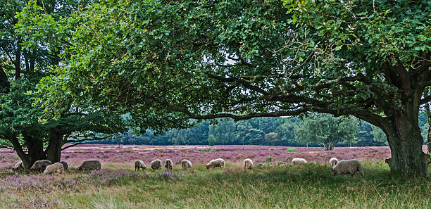 Heathland and sheeps in the Netherlands
