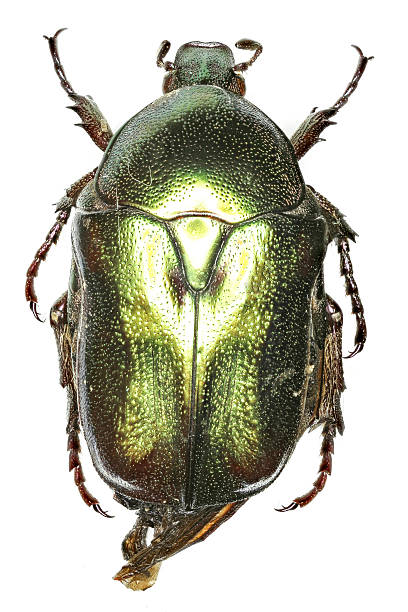 istock Flower Beetle Protaetia on white Background 544602206
