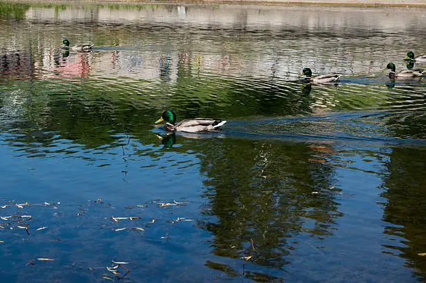 Ducks swimming in urban small lake at summer sunny day.