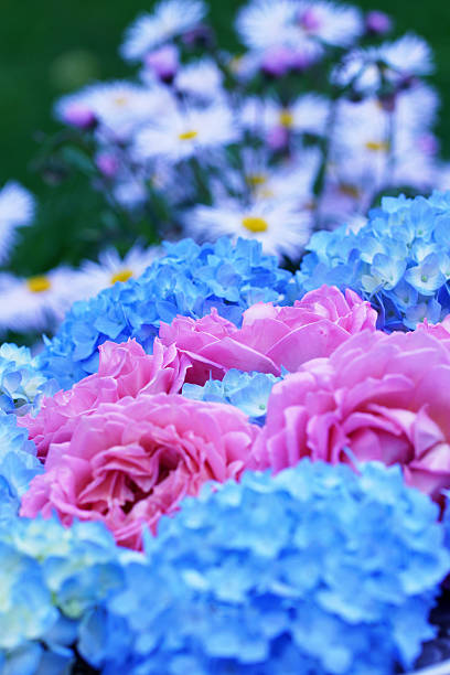 Hortensia Inglés Rosas Y Aster Foto de stock y más banco de imágenes de Amarillo - Color - Amarillo - Color, Blanco - Color, Botánica - iStock Hortensia Inglés Rosas Y Aster Foto de stock y más banco de imágenes de Amarillo - Color - Amarillo - Color, Blanco - Color, Botánica - iStock
