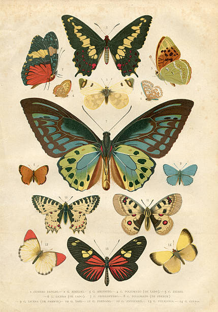 бабочка papilio nymphalidae иллюстрация 1881 - illustration and painting antique old fashioned engraving stock illustrations