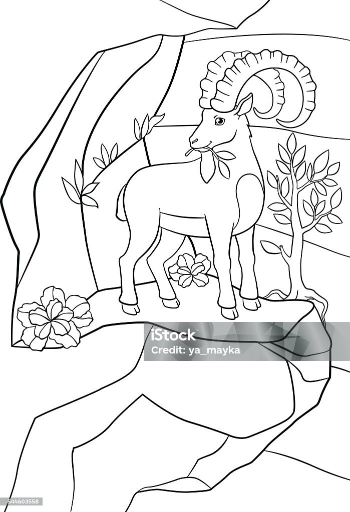 Coloring pages. Cute ibex with great horns. Coloring pages. Cute ibex with great horns eat leaves on the rock. Animal stock vector