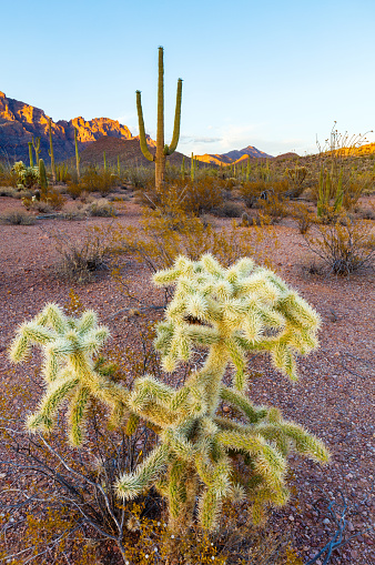 Jumping Cholla Cactus