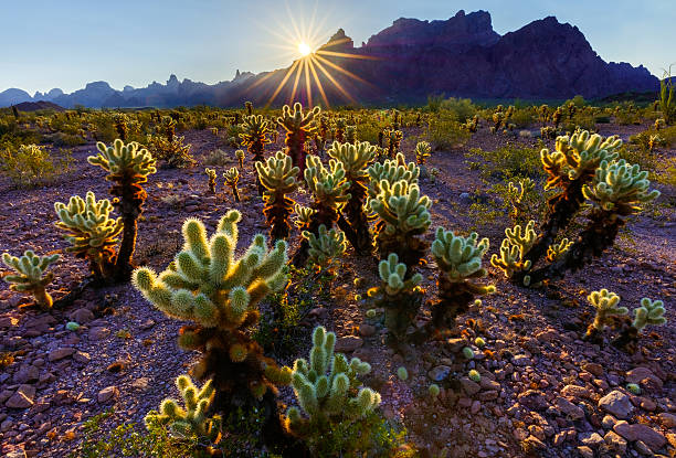 ours en peluche cactus cholla au coucher de soleil dans le désert de l'arizona - sonoran desert cactus landscaped desert photos et images de collection