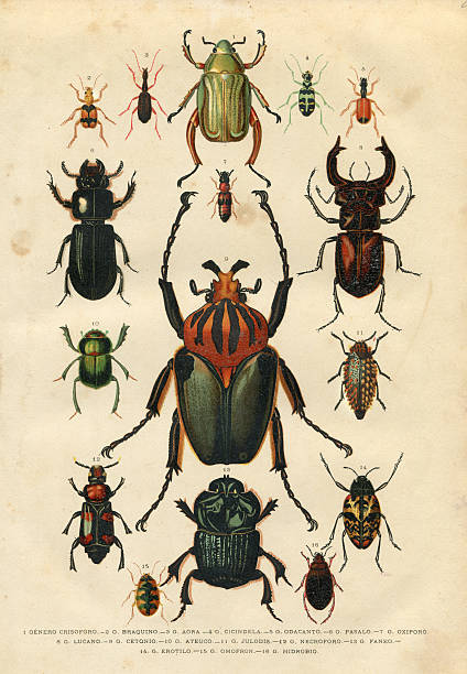beetle insect illustration 1881 - 班蝥 幅插畫檔、美工圖案、卡通及圖標