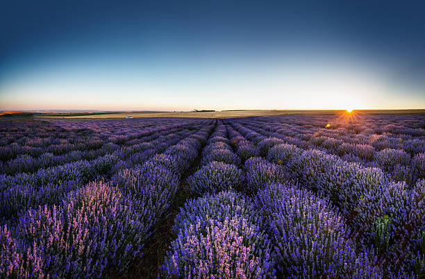 istock Lavender flower blooming fields in endless rows. Sunset shot. 544653170