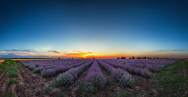 istock Lavender flower blooming fields in endless rows. Sunset shot. 544653504