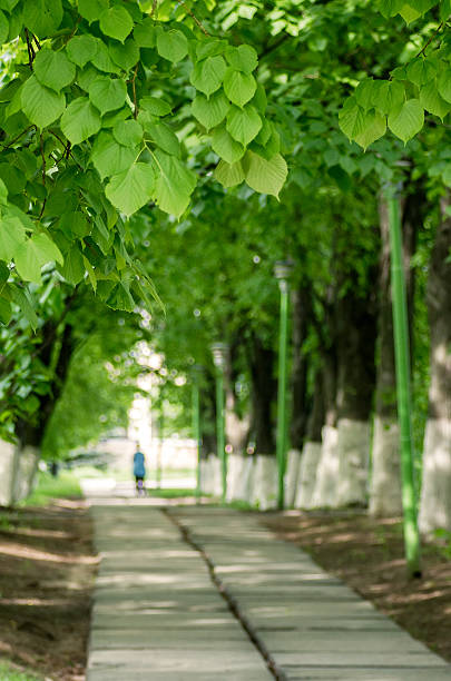 istock Green spring trees in rural countryside landscape 544654750