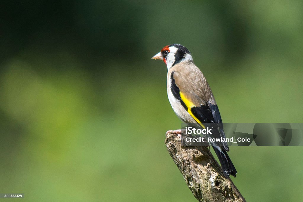 Goldfinch Goldfinch perched on top of a branch Bird Stock Photo