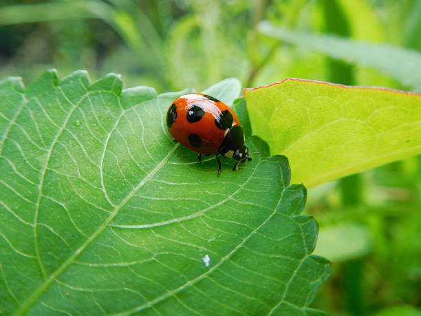 istock The ladybird on the leaf 544656116
