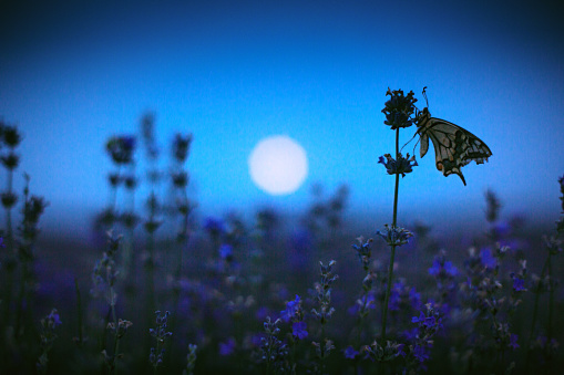 Mariposa en el campo de lavanda y la luz de la luna photo