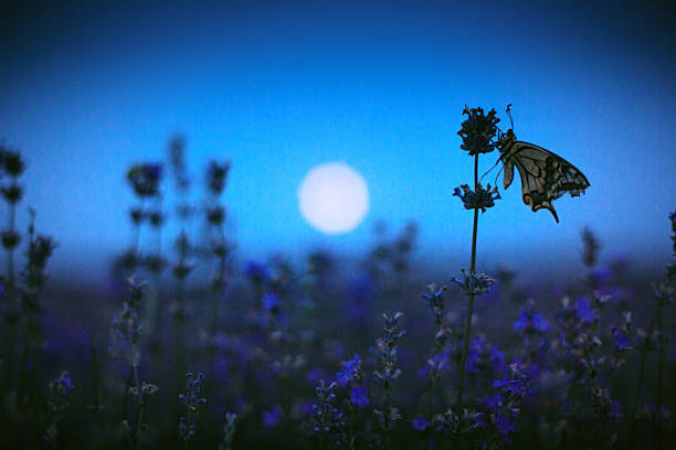 mariposa en el campo de lavanda y la luz de la luna - luz de la luna fotografías e imágenes de stock