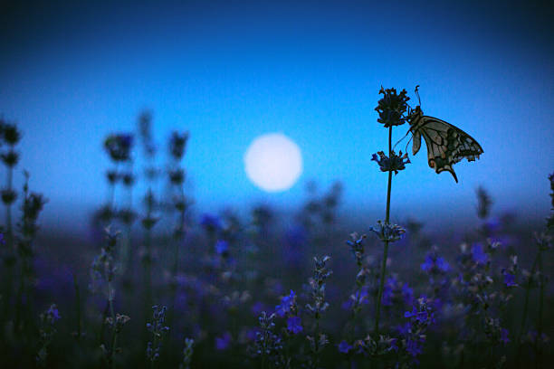 papillon dans le champ de lavande et la lumière de la lune - purple single flower flower photography photos et images de collection