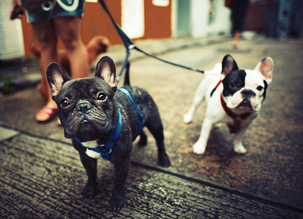 bulldog francês faça uma caminhada adorável conceito animal de estimação - dog leash pets playing - fotografias e filmes do acervo