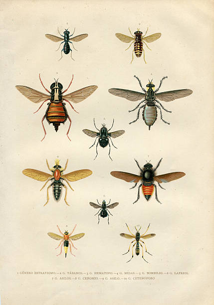 ilustrações de stock, clip art, desenhos animados e ícones de diferentes insetos mosca illustartion 1881 - horse fly