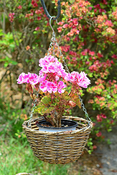 istock Flowers in a basket 544657586