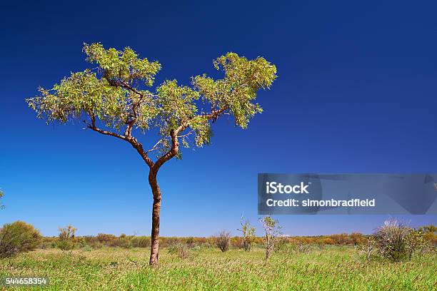 Eucalyptus Tree Near Uluru Stock Photo - Download Image Now - Australia, Australian Culture, Clear Sky