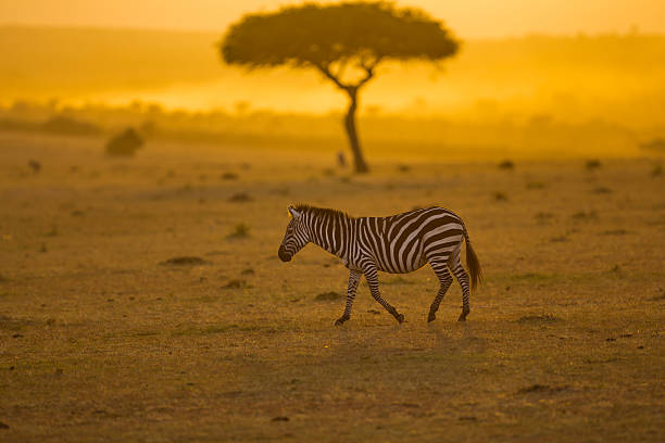 istock Zebra, Acacia tree and Africa Sun 544658368
