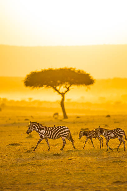 Zebras, Acacia tree and Africa Sun stock photo