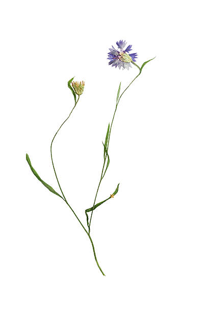 istock Pressed and dried flower  cornflower on stem with green leaves 544658942