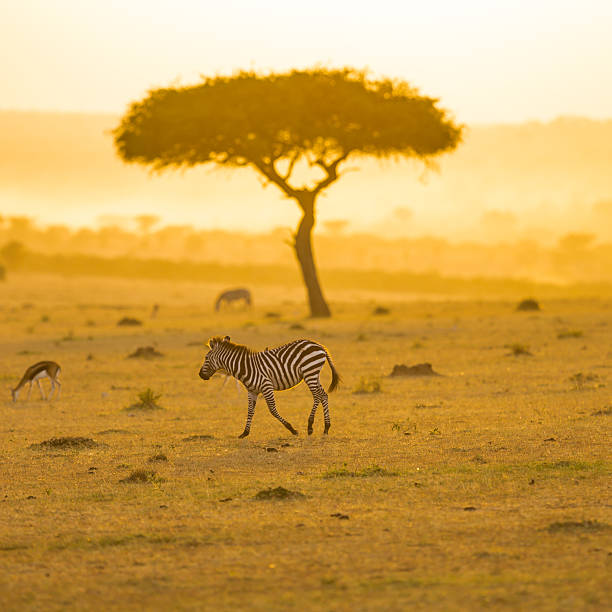istock Baby Zebra, Acacia tree and Africa Sun 544659694