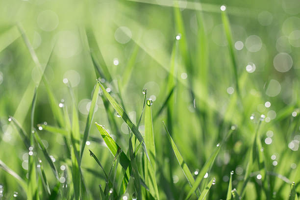 istock Fresh morning dew on spring grass, natural background 544660536