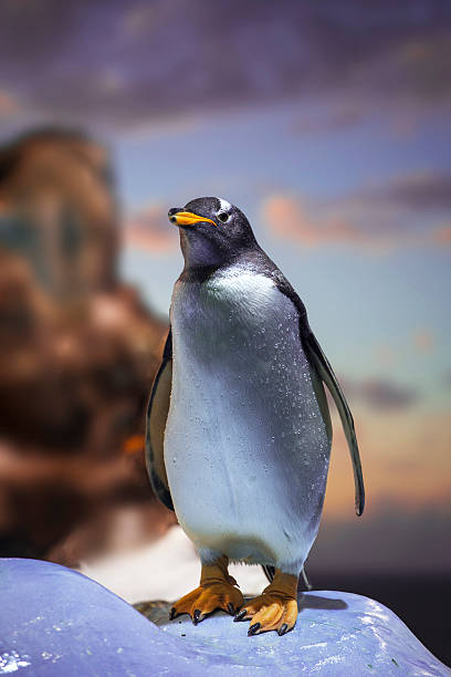 istock penguin standing on the rocks 544661078