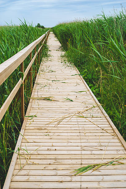 istock Wooden hiking trail leading through reed thicket 544661370
