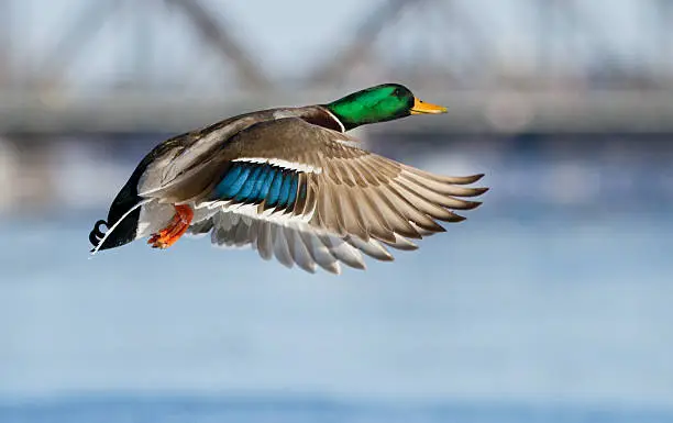 Photo of Mallards in flight