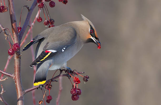 Waxwing in winter Bohemian waxwing (Bombycilla garrulus) in winter cedar waxwing stock pictures, royalty-free photos & images