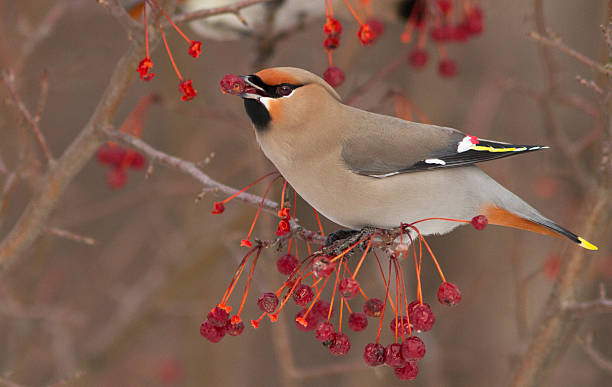 istock Bohemian Waxwing in winter 544662274