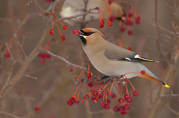istock Bohemian Waxwing in winter 544662452