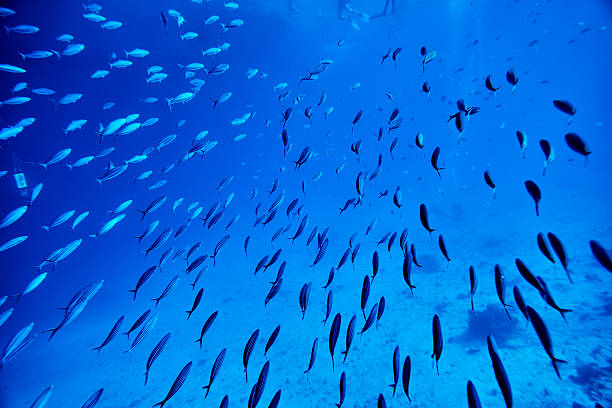colony of tropical fishes swimming underwater, sea life background.