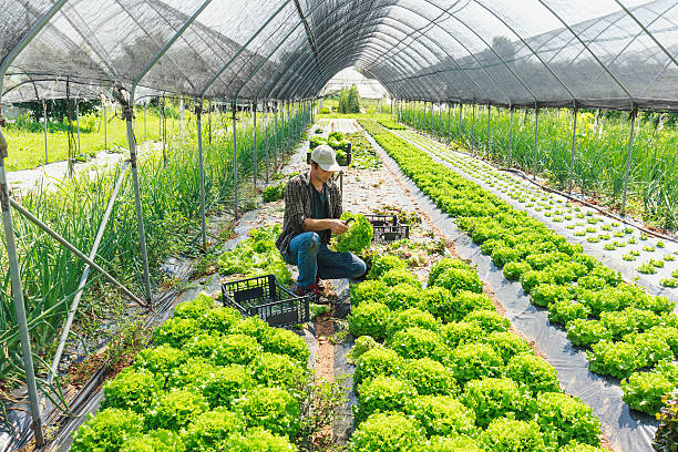 istock Farmer harvesting salad 544662934