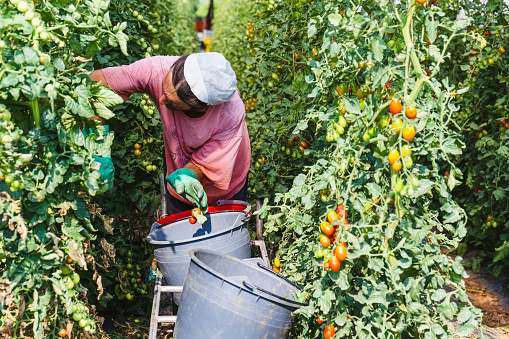 Farmer during harvesting in greenhouse