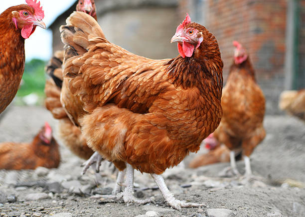 istock Chickens on traditional free range poultry farm 544664734