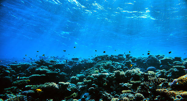 istock amazing underwater with tropical fishes 544665844