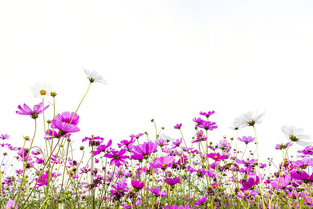 istock many pink (purple) cosmoses on a white background 544666562