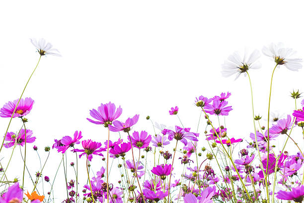 istock many pink (purple) cosmoses on a white background 544666778